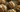 Energy Balls mit Nüssen, Kürbispüree und weißer Kuvertüre