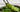 Asiatischer Gurkensalat mit Sesam-Soja-Dressing